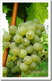 Sylvaner grapes in situ