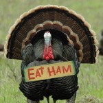 turkey-eat-ham-466x700