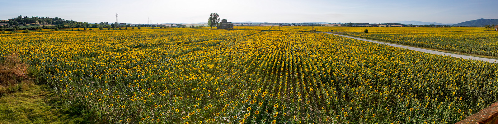 The valley is blanketed with sunflowers during the early summer
