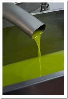 Pure, fresh olive oil just minutes old