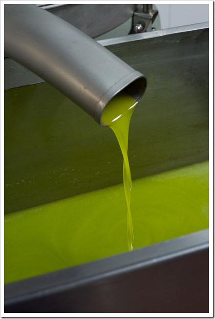 In the old days, the oil and water emulsion was left to settle, with the oil floating on top of the olive water.  These days, the oil and water emulsion is transferred to a centrifuge that quickly (but gently) separates the oil from the water – leaving you with just pure olive oil.