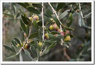 Moraiolo olives waiting to be picked