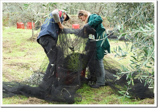 Pickers collecting the olives after they have been cleaned up of any dubious fruit, leaves and twigs.