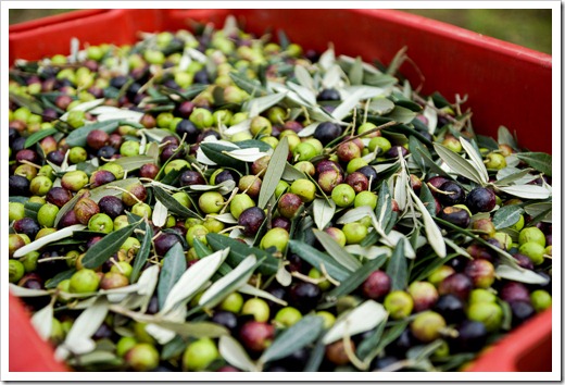 The harvested olives, ready for transport to the Frantoio.