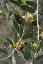 Olives waiting to be harvested for pressing into Olivolo