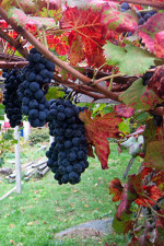 Donnas Nebbiolo grapes destined for rosato wine