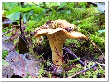Wild Chanterelle mushrooms on the forest floor are abundant in the Fall
