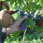 Cesanese harvest time at the Anagni vineyard of Casale della Ioria