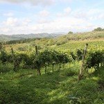 Casale della Ioria uses natural winemaking methods in the vineyard and the cantina