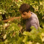 Maurizio harvesting the Rossese grapes