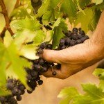 The Rossese grape is finicky, with yields varying from year to year