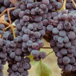 Nerello Mascalese grapes ripening in Bruno Ferrara Sardo's Etna vineyard