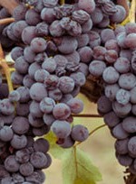 Nerello Mascalese grapes ripening in Bruno Ferrara Sardo's Etna vineyard