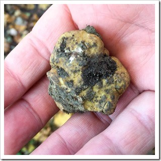 Yes, that's a genuine white Alba truffle. Thanks Dick!