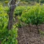 Girolamo Russo's Feudo vineyard near Randazzo, Siciily