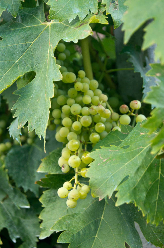 Albarola grapes ripening in the Cinque Terre vineyard above Vernazza
