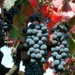 Sagrantino grapes nearly ready for vendemmia (harvest)
