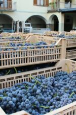 Getting the nebbiolo grapes ready for the crush
