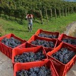 Time to harvest the Nebbiolo grapes