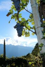 Nebbiolo grapes hanging out in the Balgera vineyard.