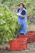 The vendemmia (harvest) has the entire family in the vineyards
