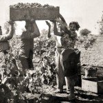 Contadini (farm peasants) working the Ciu Ciu vineyards during harvest time.