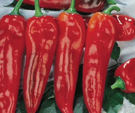 Corno di Toro peppers are the best to use in Scarpara sauce